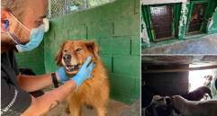 A la derecha algunas de las imágenes difundidas en redes sociales sobre una crisis en el Centro de Bienestar Animal La Perla. A la izquierda fotos difundidas por la Alcaldía de Medellín esta semana. FOTOS Cortesía