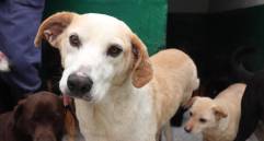 Aún más de 300 animales “viejitos” de La Perla siguen sin encontrar una familia. Foto: Alcaldía de Medellín. 
