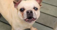 Uno de los 349 animales más longevos del Centro de bienestar animal La Perla a la espera del amor de una familia. FOTO Cortesía Alcaldía de Medellín. 