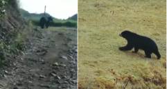 A la izquierda, reporte ciudadano investigado por las autoridades, a la derecha, Oso Andino captado por expertos en un páramo. FOTO: Cortesía Corantioquia