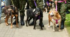 Tres perritos en medio de la primera Adoptatón de Medellín en la que se realizó una caminata por los alrededores del Museo de Arte Moderno. FOTO Alcaldía de Medellín.