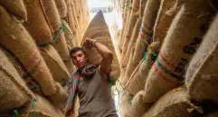 Mientras que entre 2019 y 2024, las áreas sembradas de café en Antioquia, Caldas, Quindío y Risaralda se redujeron entre un 7% y un 10%, el buen momento actual abre espacio para crecer el cultivo. FOTO: Julio Herrera.