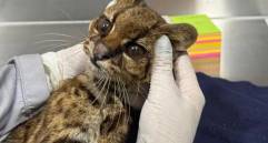 El animal permaneció más de 70 horas en UCI bajo atención especializada, pero no logró sobrevivir. FOTO: Federico Gutiérrez vía X. 