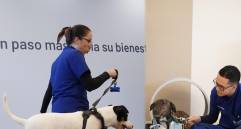 El centro integra espacios de fisioterapia, hidroterapia y atención clínica especializada para animales de compañía, ubicado en la Avenida Las Palmas. FOTOS cortesía Bivett