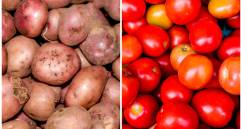 Variedades de papa y tomate cultivadas, descendientes de especies domesticadas en los Andes, hoy forman parte esencial de la dieta global. FOTOS Juan Antonio Sánchez