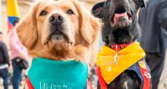 Con correa y con mirada atenta los perritos también fueron testigos del día en que el país les prometió justicia. FOTO Cortesía Andrea Padilla