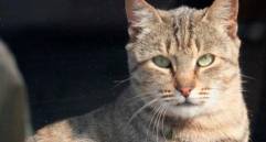 Videollamadas con tu mascota fortalecen el vínculo emocional