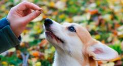 Cinco trucos para educar a tu perro sin gritos