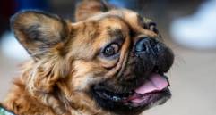 SabueSOS ayuda a encontrar mascotas perdidas en Colombia