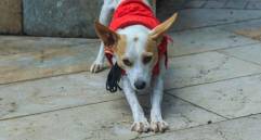 ¿Por qué está prohibido pasear perros en Irán?
