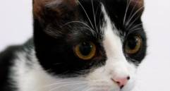 ¿Está bien que mi gato juegue solo?