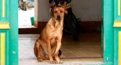 Cinco razones por las que los perros tiemblan