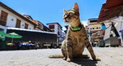 ¿Es buena idea pasear al gato? Te contamos cómo hacerlo bien