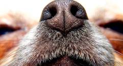 Juegos de olfato para perros: despierta su investigador interior