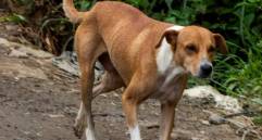 Conjuntivitis en perros: ¿cómo se trata?