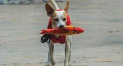 Razones por las que tu perro te saluda con algo en la boca