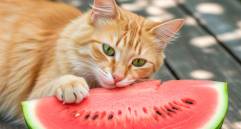 Frutas que sí pueden comer los gatos y cuáles no