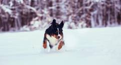Cinco razas de perros que aman la nieve