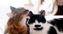 Convivencia entre gatos: claves científicas para entender su relación