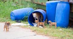 ¿Los perros podrían vivir sin humanos? Esto dicen los expertos