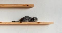 ¿Cómo ‘gatificar’ casas pequeñas? 