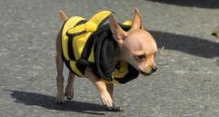 Reino Unido solicitará muestras de heces de mascotas para estudiarlas