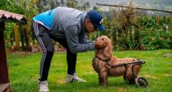 Nace una academia de formación para transformar el bienestar animal