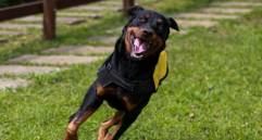 Medicamento podría alargar vida de los perros grandes: ¡Llegaría en 2026!