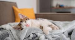 [En video] Cinco gatos perezosos captados en video