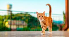 [En video] Cinco gatos entrenados para seguir comandos