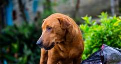 Glaucoma en perros: todo lo que necesitas saber