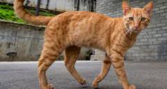 ¿Por qué a los gatos les gustan las palmadas en la nalga?