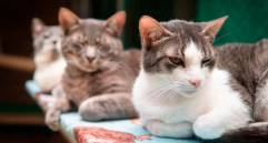 La Perla ha rescatado cerca de 7.200 animales sin hogar en Medellín