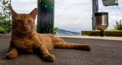 Así puedes “hablar” con tu gato