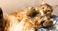 Razones por las que los gatos se acuestan boca arriba