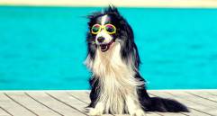 Protector solar en mascotas: más que moda, una necesidad