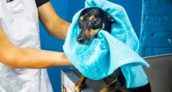 Aeropuerto de Roma ofrece hotel de lujo para perros