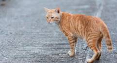 ¿Tú gata está en celo? Así funciona su ciclo reproductivo