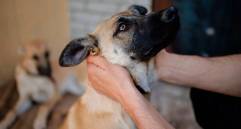 Lo que debes saber sobre la enfermedad vestibular en perros