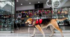 Llevar a tu mascota a centros comerciales: ¿sí o no? Consejos esenciales 