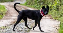 Te contamos en qué consiste el síndrome del perro negro