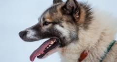 Con perro gigante llaman atención por deshielo en el Ártico