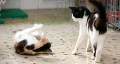 Socialización temprana en gatos: clave en el comportamiento