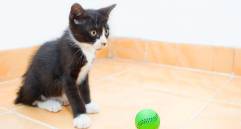 Los gatos también juegan a buscar la pelota