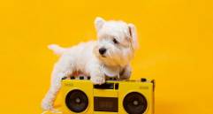 Beneficios de la musicoterapia para perros