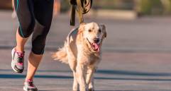 Correr con tu perro: cómo hacerlo de forma segura