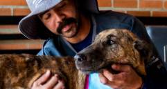 Cáncer en mascotas: claves para cuidar a tu compañero peludo