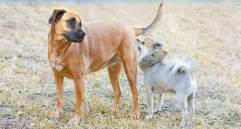 ¿Por qué los perros se huelen las colas? Te explicamos este comportamiento