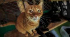 Escuela para Propietarios Felinos, el nuevo espacio de Envigado