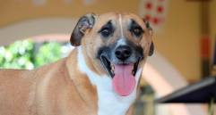 Con Ley Kiara habrá huellas de reconocimiento para el cuidado animal